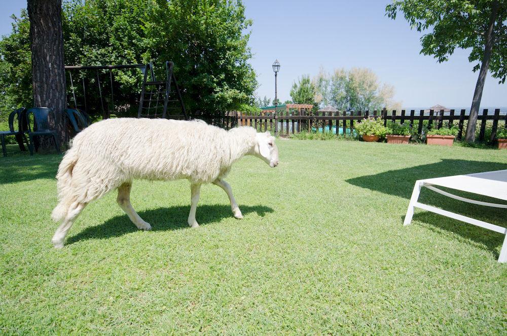 Agriturismo Ca'De'Gatti Faenza Ngoại thất bức ảnh